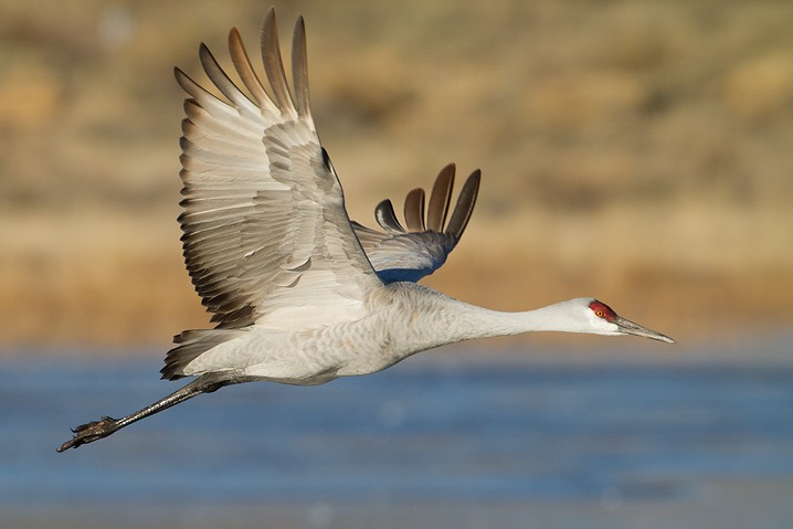 Kanadakranich Grus canadensis Sandhill Crane